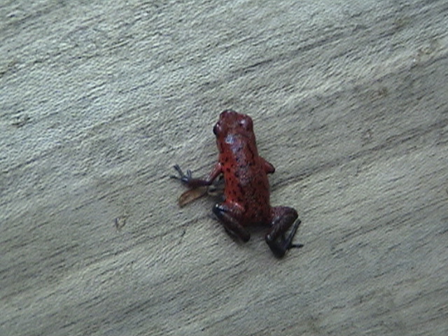 Costa Rica 050.jpg